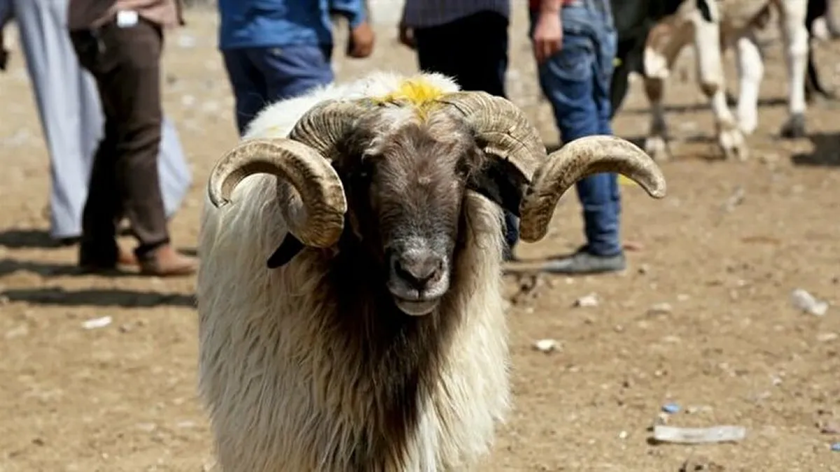 Kurban neden Ehil insanlar tarafından kesilmelidir?