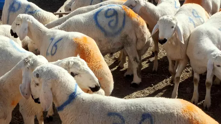 Bir hayvanın kurban olması için gerekenler?