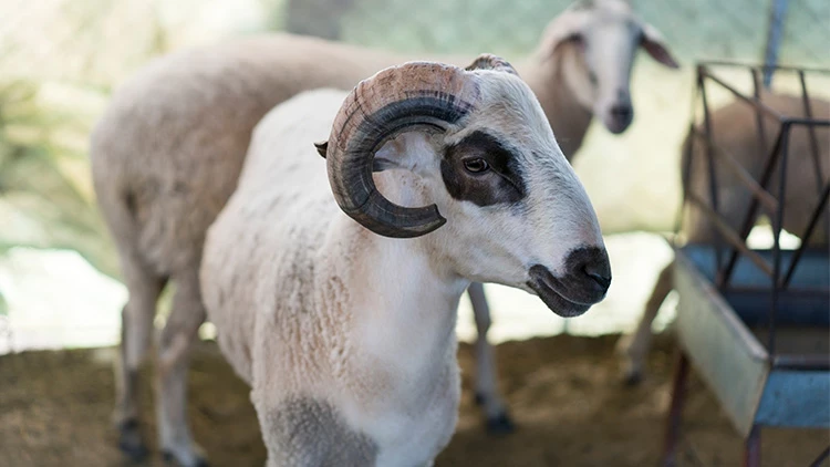 Akika Kurbanı Nedir? Neden kesilir? Faydaları Nelerdir?