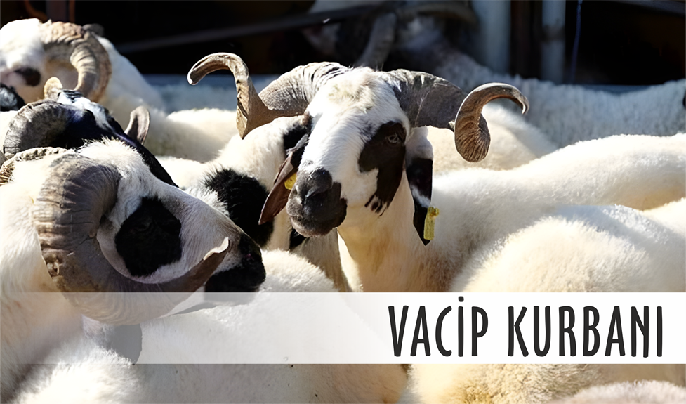 Vacip Kurban