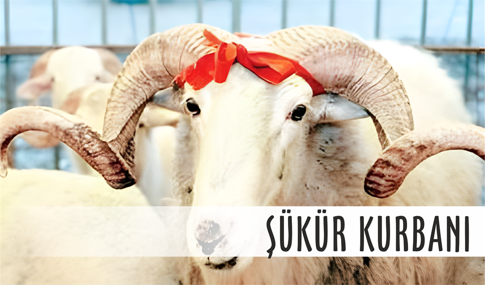 Şükür Kurbanı